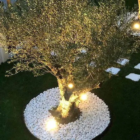 Amaryllis House * 帕拉塔蒙